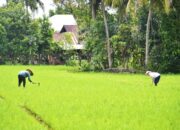 BWSS V Bangun Irigasi Bawah Tanah untuk Lahan Pertanian Rawan Kekeringan di Padang