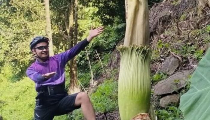 Keunikan Nagari Bawan dengan Pesona Bunga Bangkai dan Keindahan Air Terjun Sarasah Paraman Talang