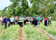 Tak Hanya Padi, Program SPM Sukses Tingkatkan Panen Bawang Merah di Baso Agam