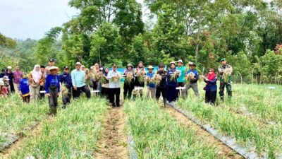 Tak Hanya Padi, Program SPM Sukses Tingkatkan Panen Bawang Merah di Baso Agam