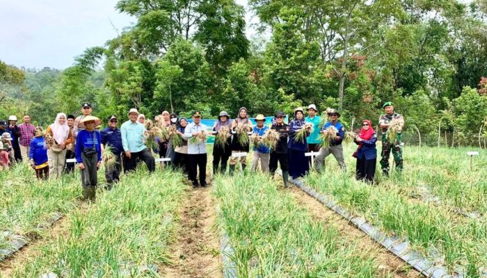 Tak Hanya Padi, Program SPM Sukses Tingkatkan Panen Bawang Merah di Baso Agam