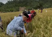 Hasil Panen Sawah Pokok Murah di Nagari Salareh Aia Utara Agam Melimpah Hingga 8,1 Ton/Ha