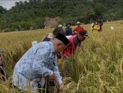 Hasil Panen Sawah Pokok Murah di Nagari Salareh Aia Utara Agam Melimpah Hingga 8,1 Ton/Ha