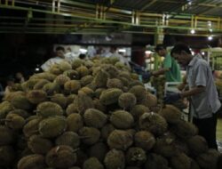 Indonesia Kewalahan Diserbu Berton-ton Durian Malaysia, Petani Lokal Terancam!