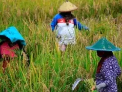 Yang Didambakan Petani Terwujud! Pemerintah Resmi Turunkan Harga Pupuk 20 Persen