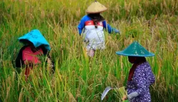 Yang Didambakan Petani Terwujud! Pemerintah Resmi Turunkan Harga Pupuk 20 Persen
