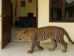 Geger! Macan Tutul Muncul di Depan Kamar Hotel, Diduga Kabur dari Lembang Park Zoo
