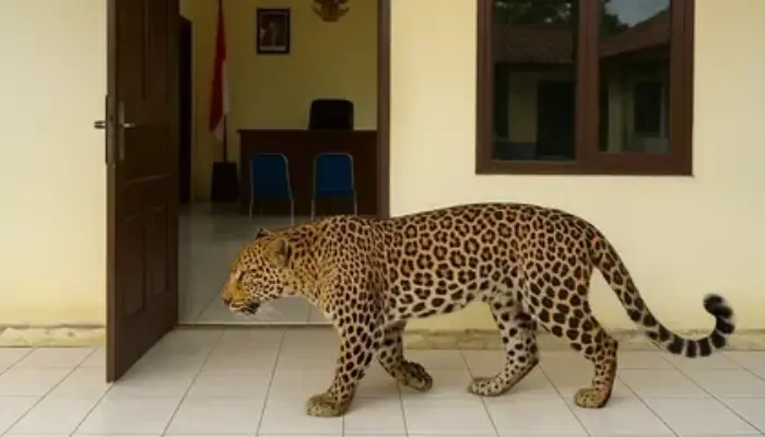 Geger! Macan Tutul Muncul di Depan Kamar Hotel, Diduga Kabur dari Lembang Park Zoo