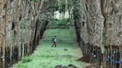 CERPEN: Bara di Ujung Terowongan Sijunjung