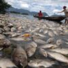 1.428 Ton Ikan Siap Panen di Danau Maninjau Mati, Petani Keramba Rugi Puluhan Miliar 