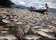 1.428 Ton Ikan Siap Panen di Danau Maninjau Mati, Petani Keramba Rugi Puluhan Miliar 