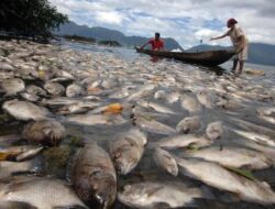 1.428 Ton Ikan Siap Panen di Danau Maninjau Mati, Petani Keramba Rugi Puluhan Miliar 