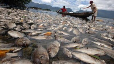 1.428 Ton Ikan Siap Panen di Danau Maninjau Mati, Petani Keramba Rugi Puluhan Miliar 