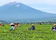 Punya Alam Sangat Indah, Mahyeldi Ingin Solok Selatan Jadi Daerah Pilihan Tujuan Wisata