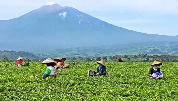 Punya Alam Sangat Indah, Mahyeldi Ingin Solok Selatan Jadi Daerah Pilihan Tujuan Wisata